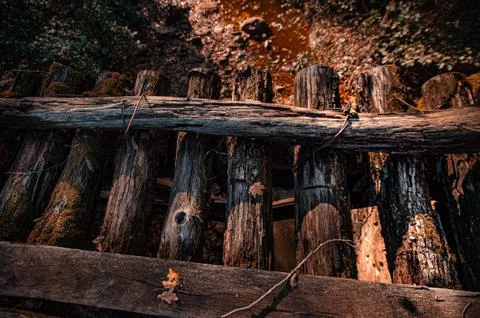 A close up of a tree Stock Photos
