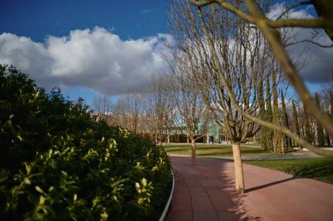 A close up of a tree Stock Photos