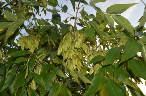 A close up of a tree Foto stock