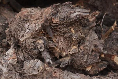 A close up of a tree Stock Photos