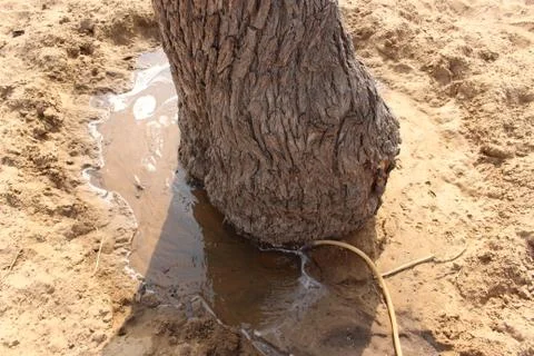 A close up of a tree Stock Photos