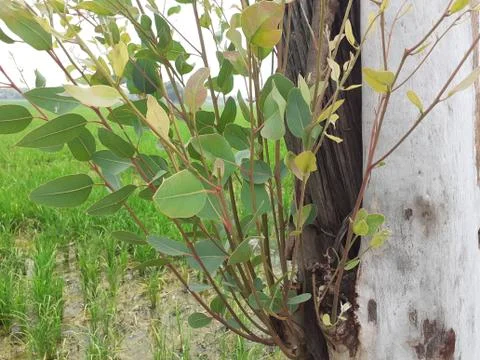 A close up of a tree Stock Photos