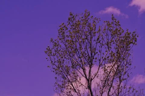 A close up of a tree Stock Photos