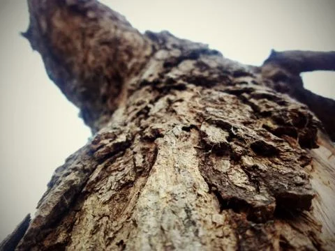 A close up of a tree Stock Photos