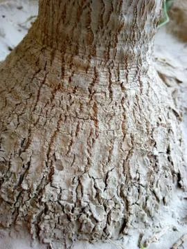 A close up of a tree Stock Photos