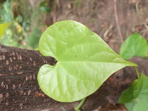 A close up of a tree Stock Photos