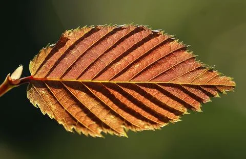 A close up of a tree Stock Photos