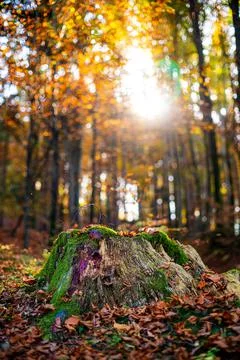 A close up of a tree Stock Photos