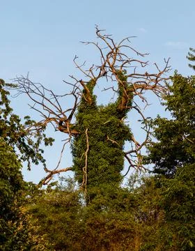 A close up of a tree Photos