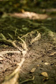 Close up on Tree Foto stock