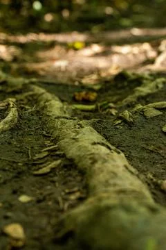 Close up on Tree Stock Photos