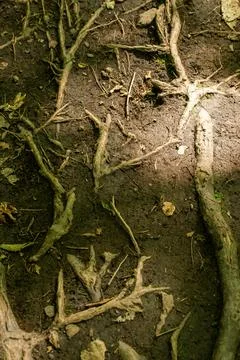 Close up on Tree Stock Photos