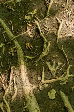 Close up on Tree 스톡 사진