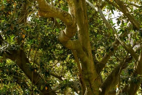 Close up on Tree Stock Photos