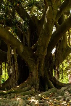 Close up on Tree Stock Photos
