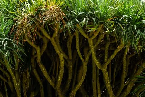 Close up on Tree Stock Photos