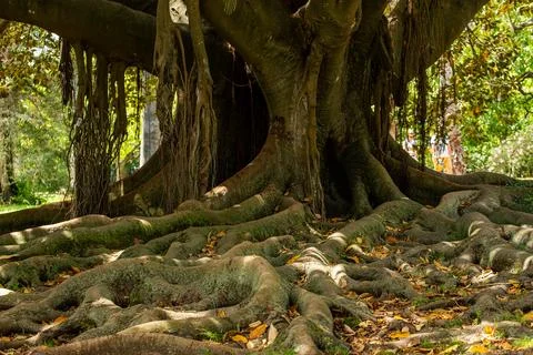 Close up on Tree Stock Photos