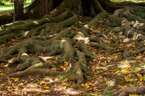 Close up on Tree 库存照片