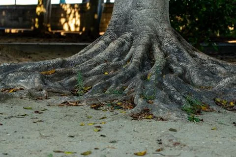 Close up on Tree Stock Photos