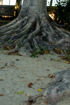 Close up on Tree 库存照片