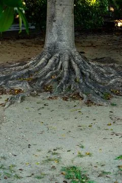 Close up on Tree Stock Photos