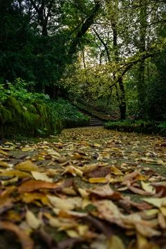 Close up on Tree 库存照片