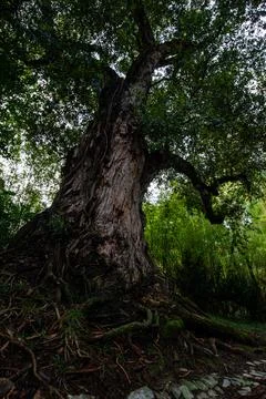 Close up on Tree Stock Photos