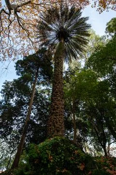 Close up on Tree Foto stock
