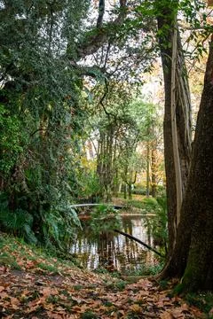 Close up on Tree Stock Photos