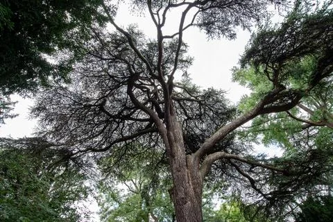 Close up on Tree Foto stock