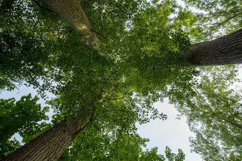 Close up on Tree Stock Photos