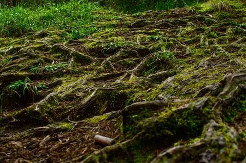 Close up on Tree 스톡 사진