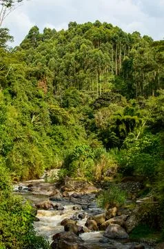 Close up on Tree Stock Photos