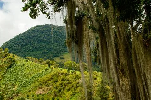 Close up on Tree Stock Photos
