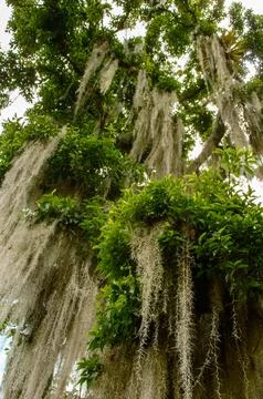 Close up on Tree Stock Photos