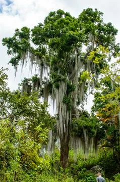 Close up on Tree 스톡 사진