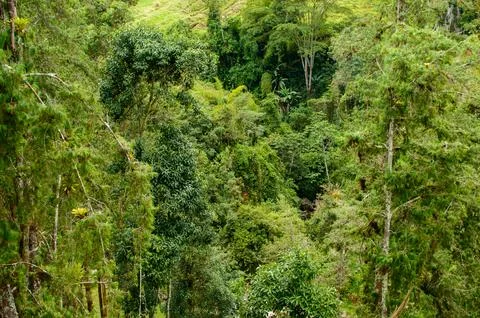 Close up on Tree Stock Photos