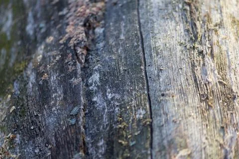 Close up of tree Stock Photos