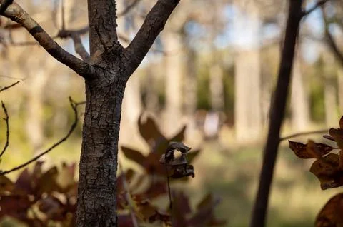 A close up of a tree Stock-Fotos