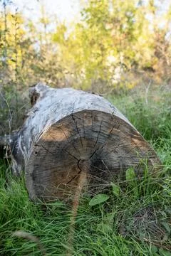 A close up of a tree Stock Photos