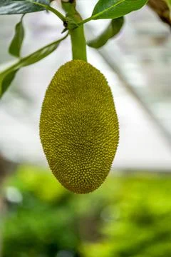 Close-up of tree pineapple fruit bearing fruit on jackfruit tree Foto stock