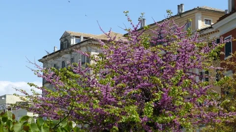 Close-up of tree in pink blossom, Kerkyra town, Corfu Island, Greece. Stockbeeldmateriaal 152620341