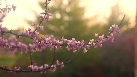A close up of a tree with pink flowers Stock Footage 236853011