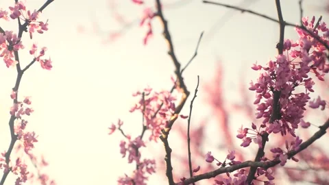 A close up of a tree with pink flowers Stock Footage 236853012