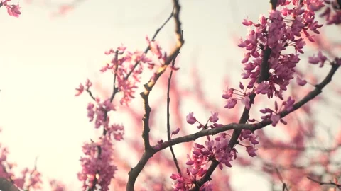 A close up of a tree with pink flowers Stock Footage 236853014
