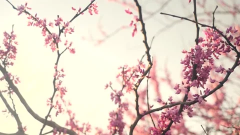 A close up of a tree with pink flowers Stock Footage 236853015