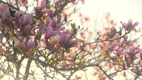 A close up of a tree with pink flowers Stock Footage 236853065