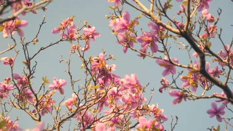 A close up of a tree with pink flowers Stock Footage 236853072