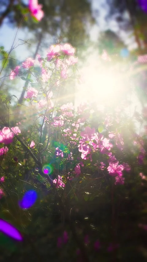Close Up of Tree With Pink Flowers Stock Footage 277941098