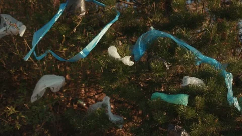 Close up tree with plastic bag hanging on green in forest pollution ecosystem Stock Footage 119544306